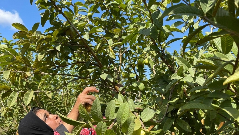 الجوافة الإسكندراني