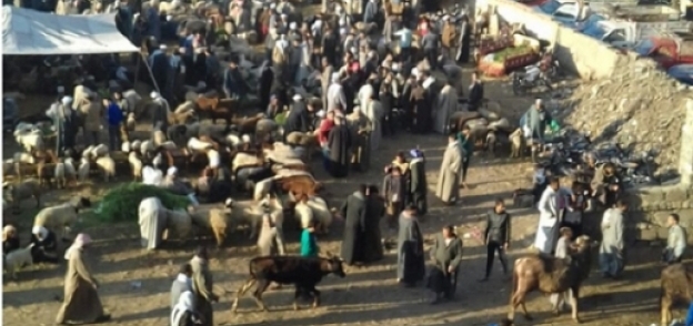 سوق المواشى فى «ديرب نجم»