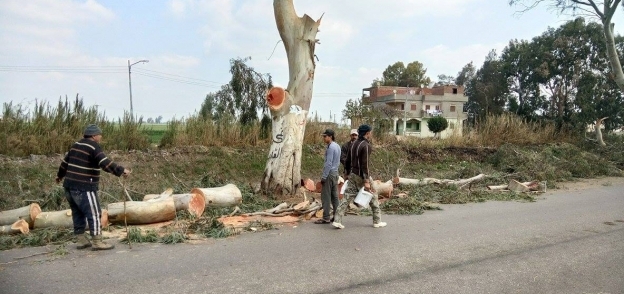 مذبحة الأشجار في بني عبيد