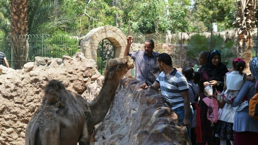 50 الف زائر لحديقة الحيوان في ثاني أيام عيد الاضحى