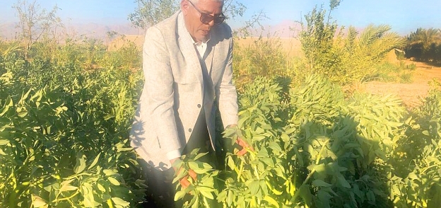 نقيب الزراعيين فى سهل القاع فى جنوب سيناء
