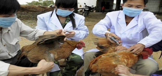 إنفلونزا الطيور فى الصين