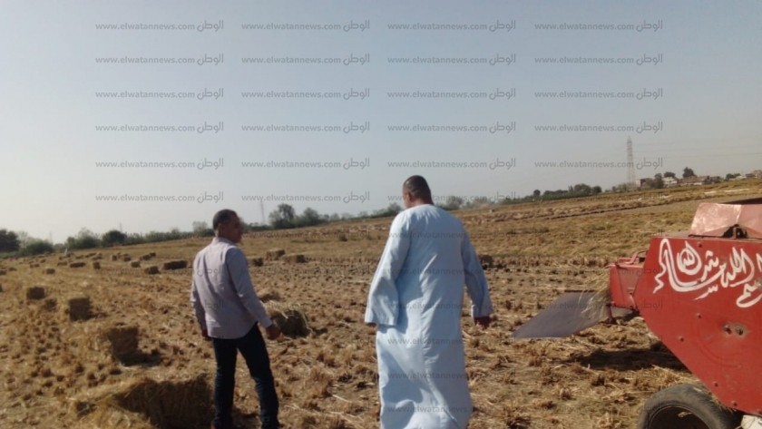 محافظ البحيرة: حصاد 111 ألف فدان أرز وتدوير مخلفات القش الناتجة عنه