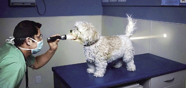 كلب يخضع للكشف فى العيادة البيطرية