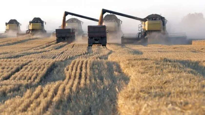 حصاد القمح في روسيا