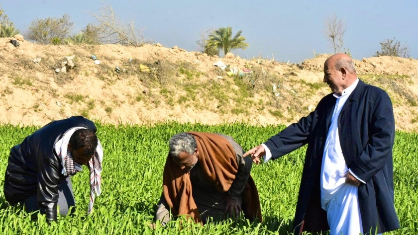 زراعة القمح في قرى البنجر بالإسكندرية
