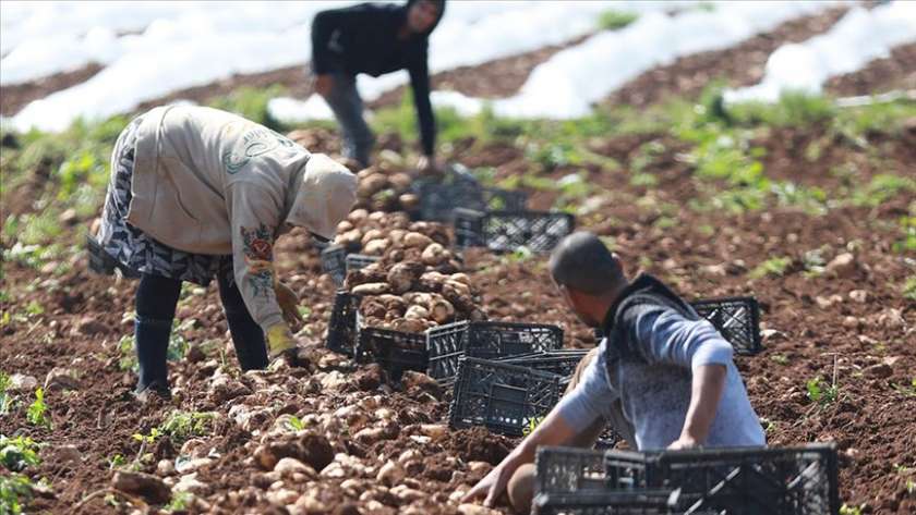 قطاع الزراعة في إسرائيل
