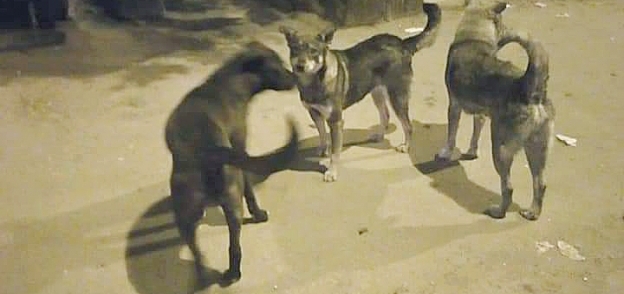 "جمرك الإسكندرية" يتصدى لـ35 كلب ضال بشوارع الحي