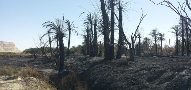 حريق بمزرعة بمنطقة الدكرور بسيوة