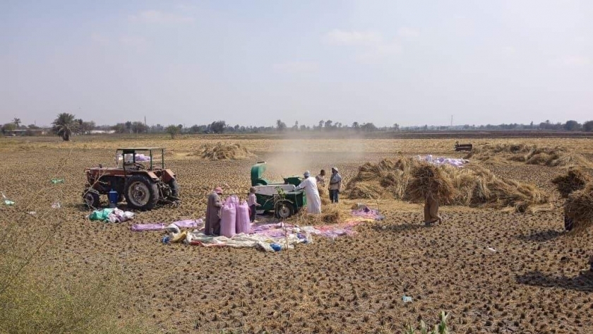 بدء حصاد محصول الأرز بمحافظة الوادي الجديد