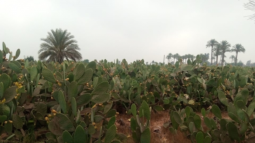 مزارع التين الشوكي
