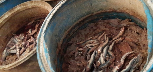 بالصور| ضبط نصف طن أسماك مملحة فاسدة في الفيوم