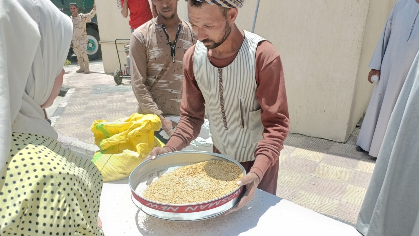 عمليات توريد القمح في المنيا-أرشيفية