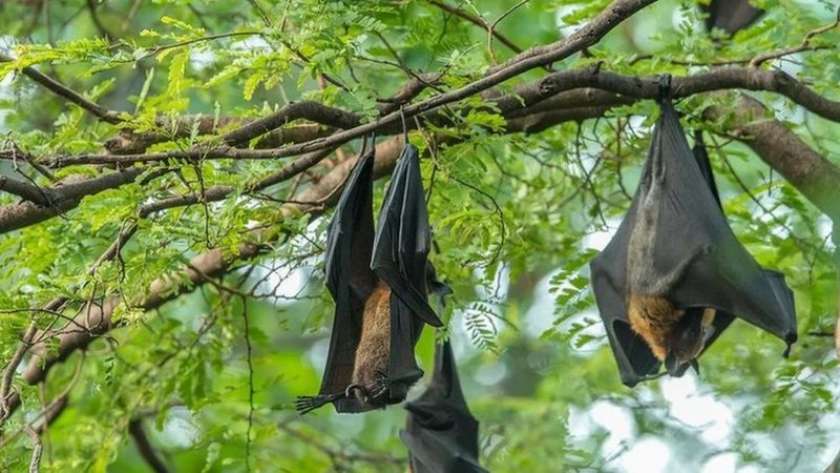 الخفاش المتهم الأول لنقل فيروس نيباه