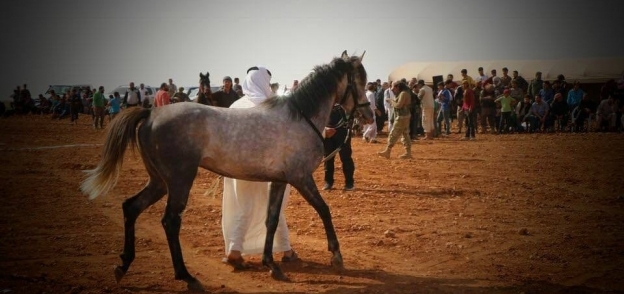 سباق الخيول في حلب