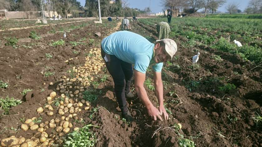 أثناء حصاد محصول البطاطس بالمنوفية