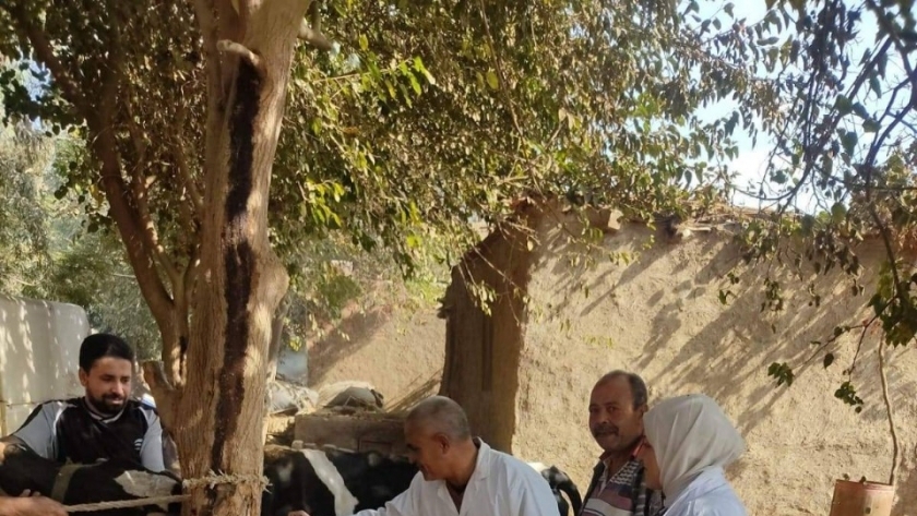 تحصين المواشي في محافظة المنوفية