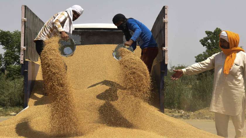 موسم حصاد القمح بمصر