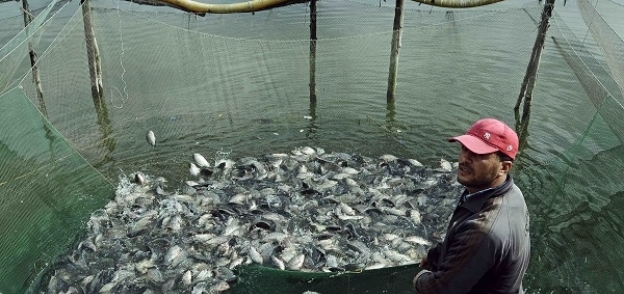 بحيرة مريوط تعانى من تقلص المساحة وقلة الإنتاج السمكى