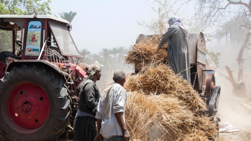 موسم حصاد القمح في مصر