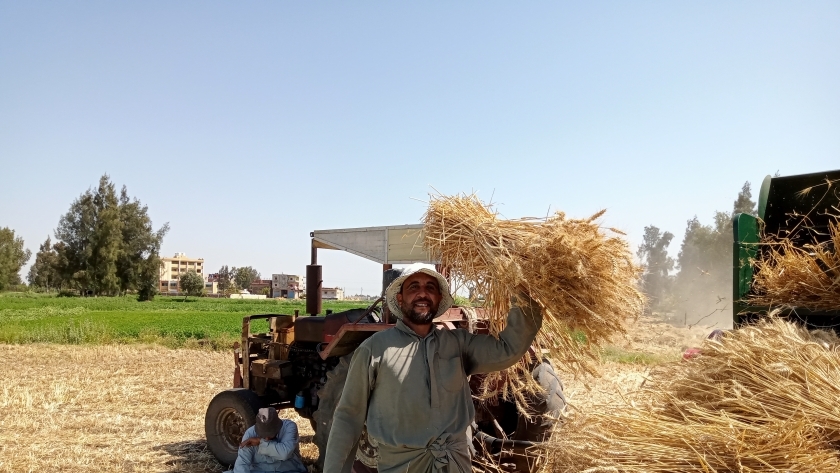 محصول القمح في كفر الشيخ