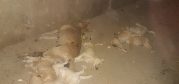 "بيطري الفيوم" تعدم 24 كلبا في حملات بالأحياء