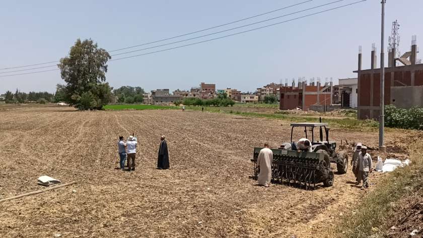 زراعة الأرز علي الجاف في كفر الشيخ