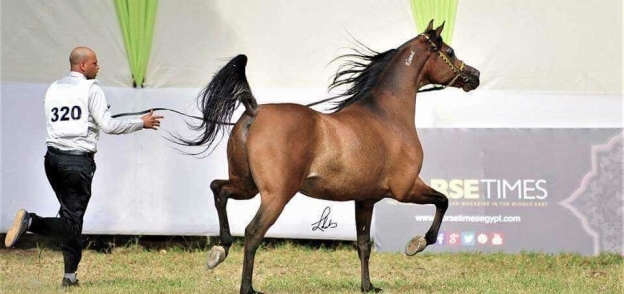 مسابقة الخيول العربية