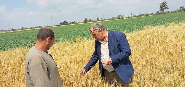 وكيل الزراعة بالغربية :بدء حصاد محصول القمح لـ"28424" فدان بقري محافظة