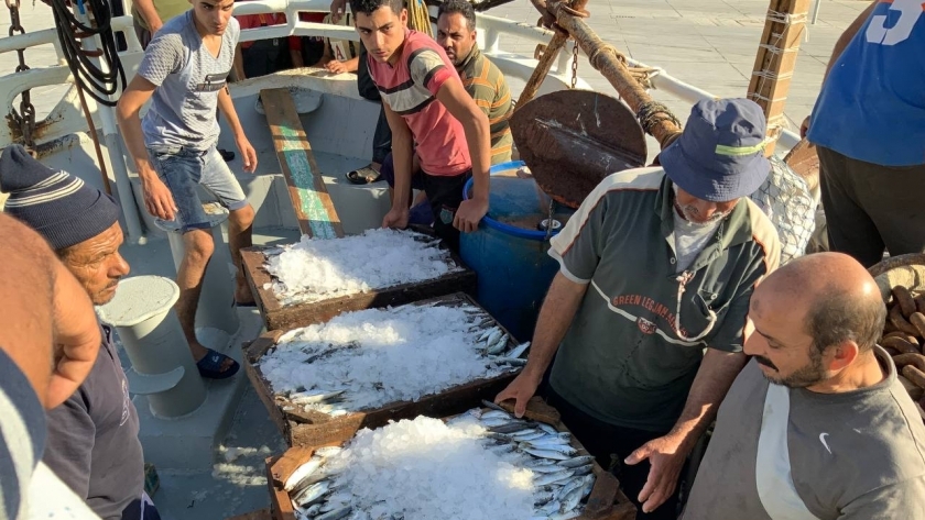 اسعار الأسماك في جنوب سيناء