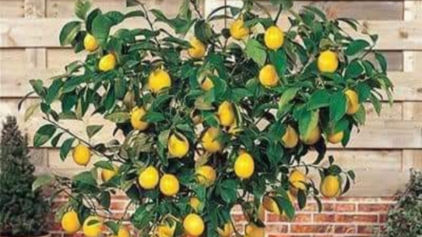 الليمون القزمي - أرشيفية