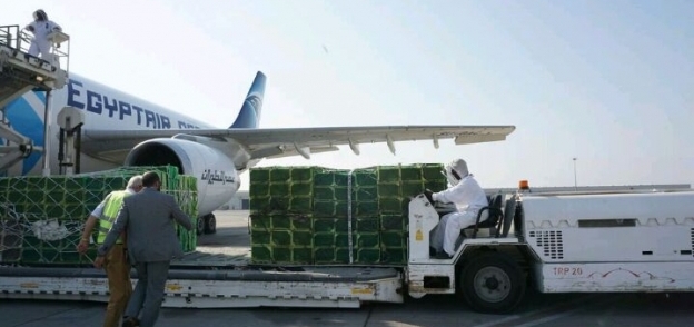 طائرة شحن مصرية تنقل النحل إلى الإمارات