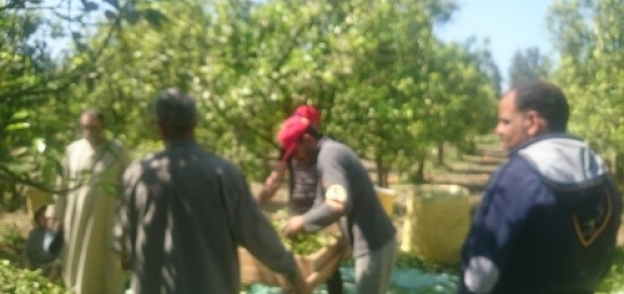 عمال صناعة العطور يرفعون شعار"تحيامصر"