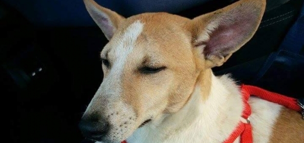 صورة لأحد الكلاب داخل التاكسي