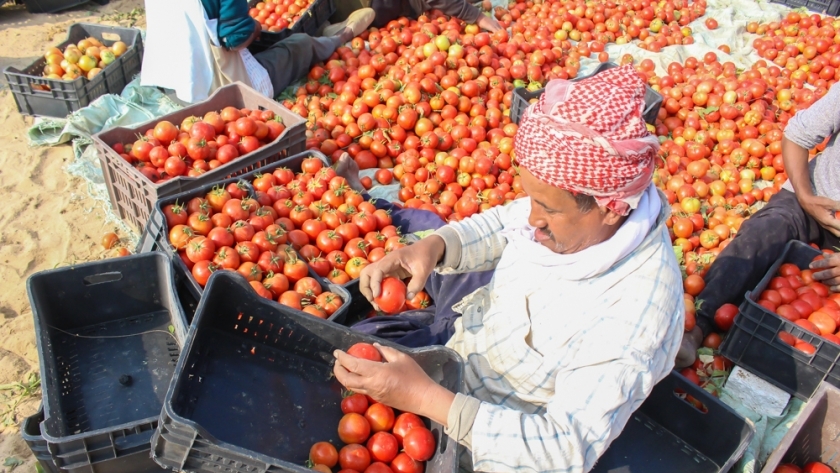أسعار الطماطم بكفر الشيخ