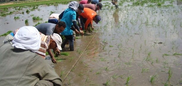 زراعة الأرز الجاف.. بديل جيد لمواجهة نقص المياه
