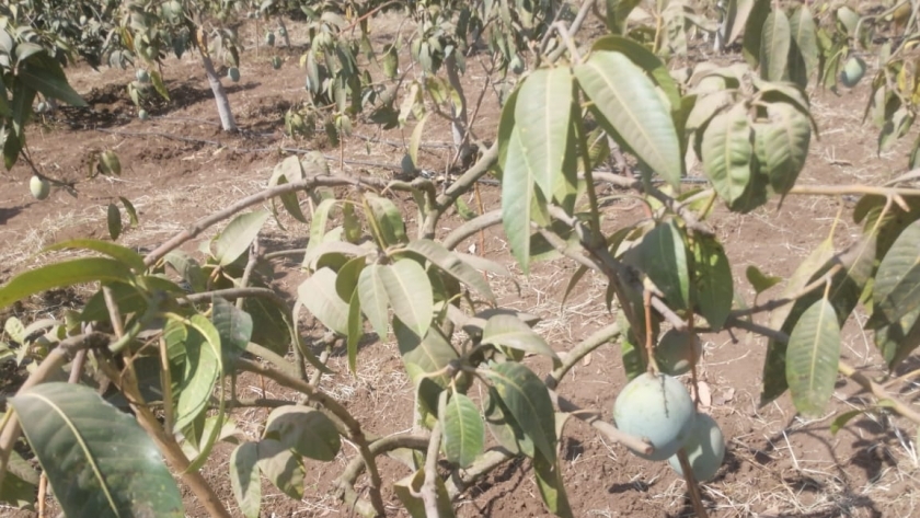 محصول المانجو الكيت بالقليوبية