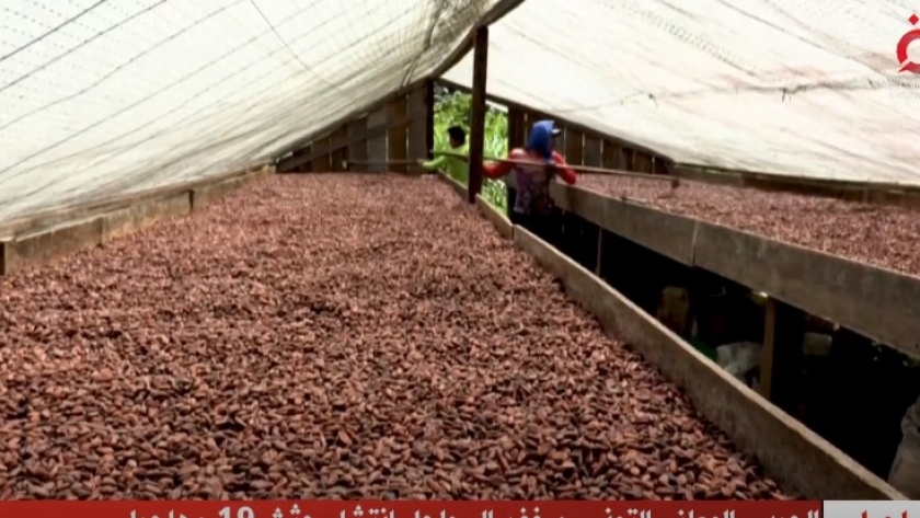صناعة الكاكاو