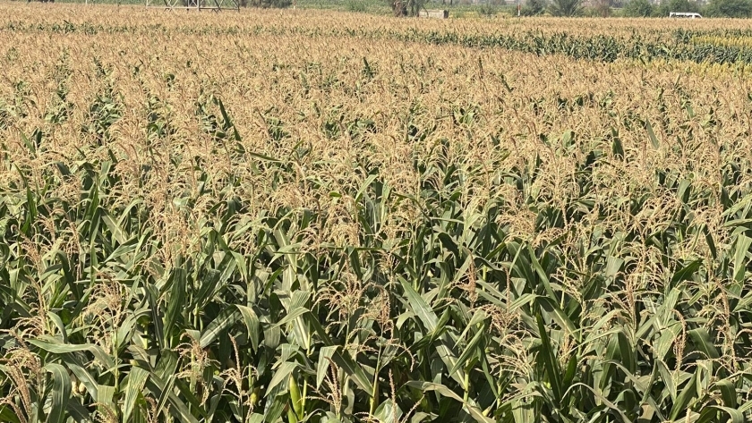 زراعات الذرة بمحافظة سوهاج