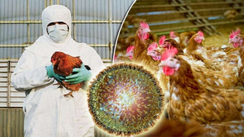 إنفلونزا الطيور في بريطانيا
