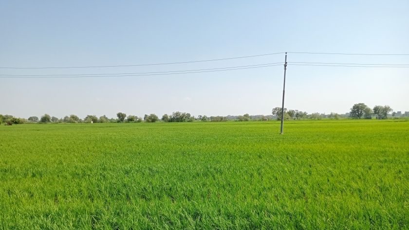 حقول الأرز في كفر الشيخ