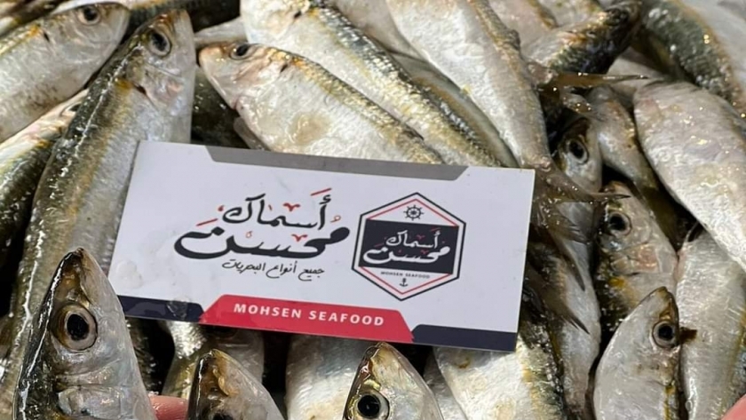 السردين في سوق السمك ببورسعيد 