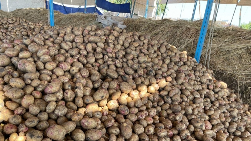 حصاد البطاطس