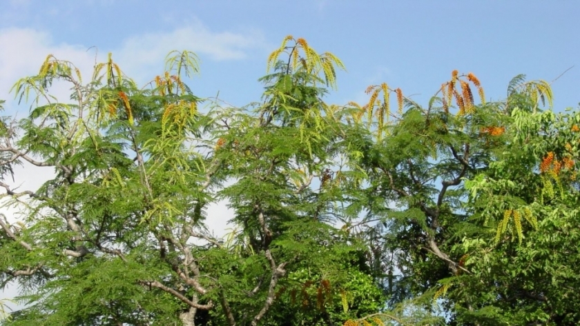 شجرة كولفيلا راسيموزا