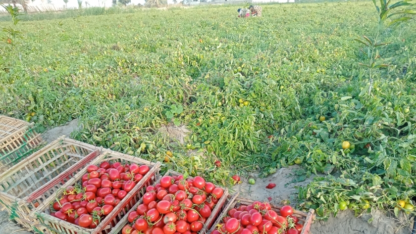 صورة محصول الطماطم