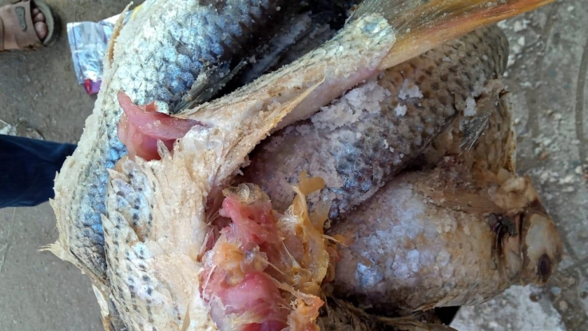 ضبط 2,5 طن أسماك غير صالحة للإستهلاك الآدمي بالفيوم