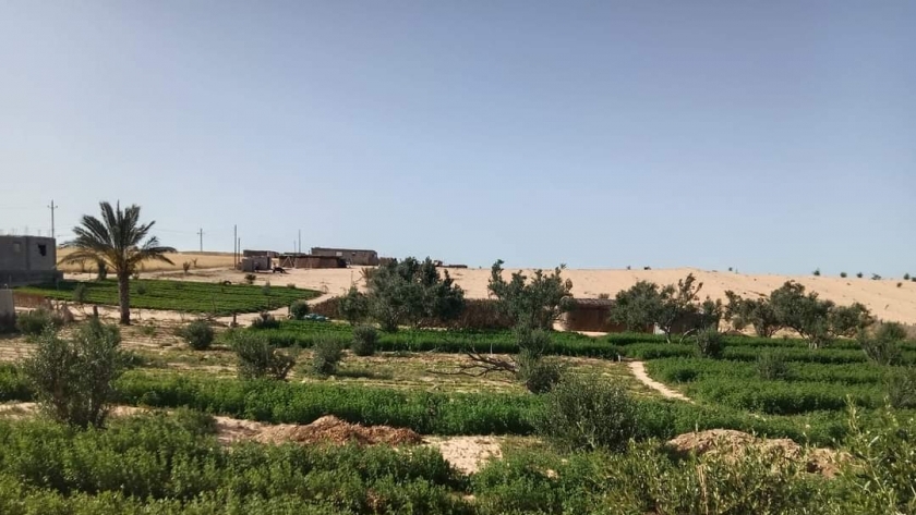 مزارع قرى الشيخ زويد ورفح