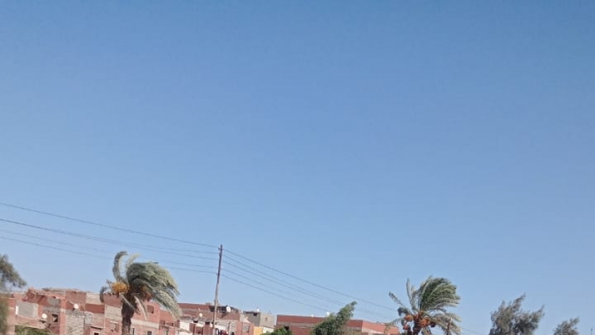 جني القطن في كفر الشيخ