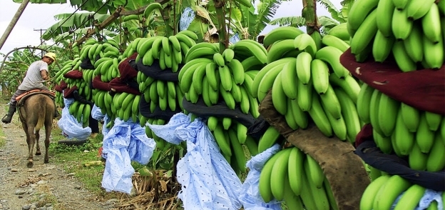 أشجار الموز