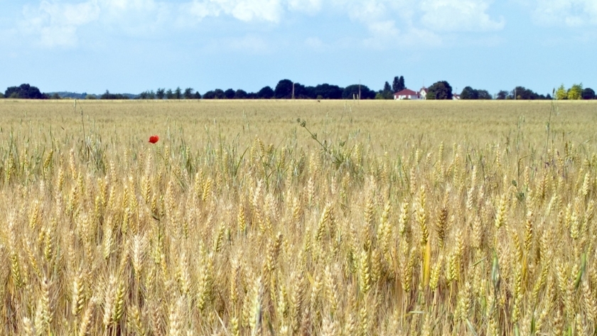 الزراعة التعاقدية ساهمت فى زيادة إنتاجية «القمح والذرة» وعدد من المحاصيل